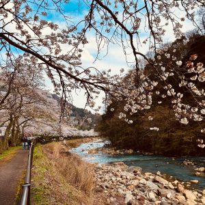 宮城野早川堤の桜
